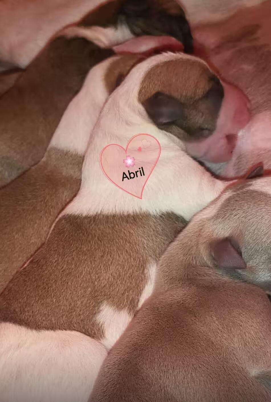 Foto de Abril