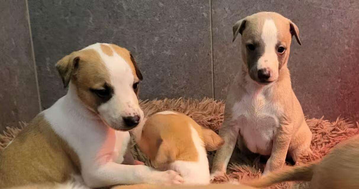 Foto de Abril