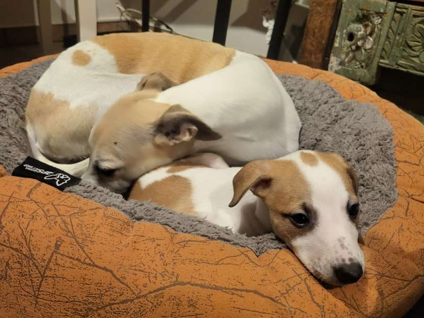Foto de Abril