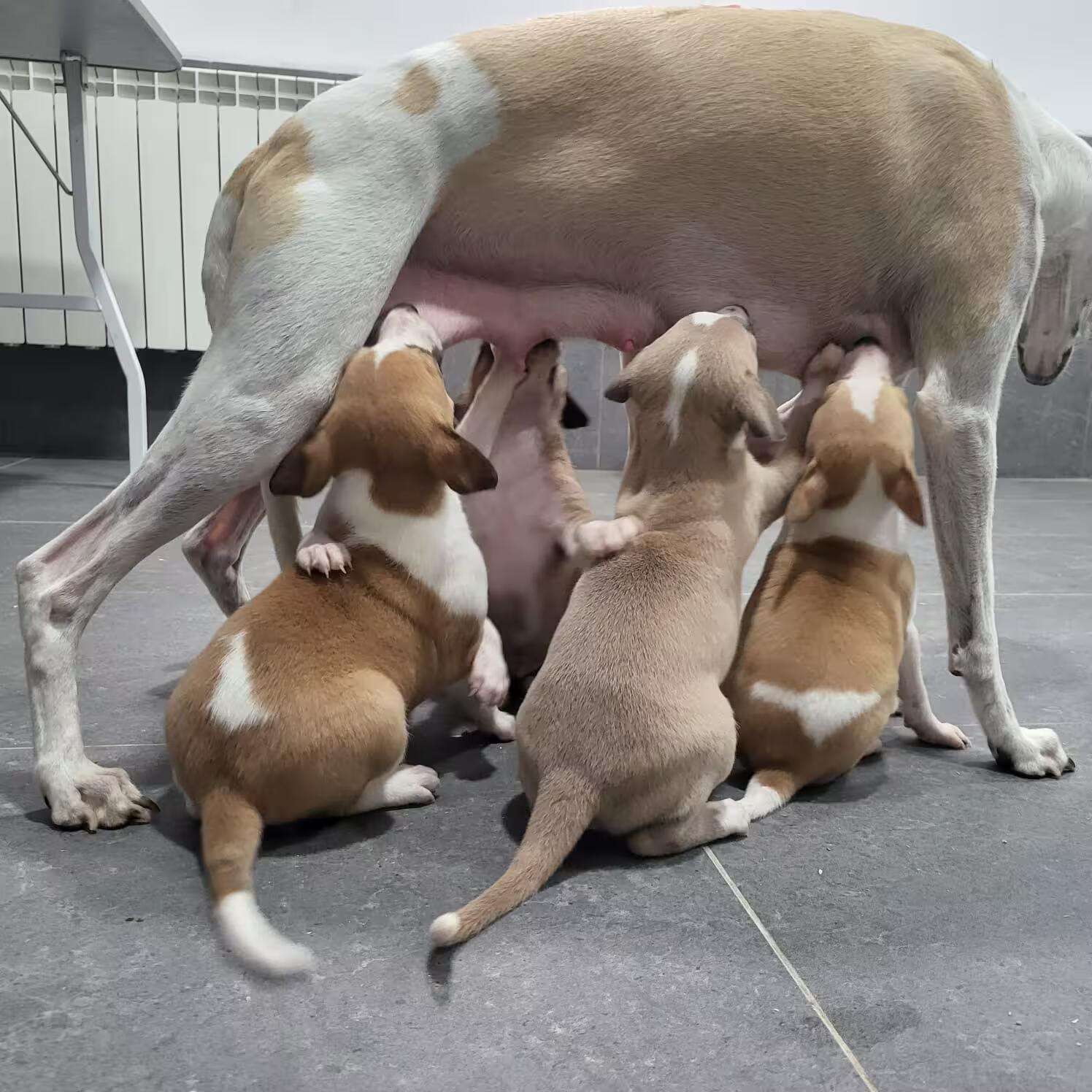 Foto de Abril